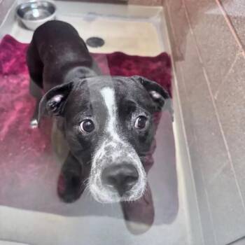 Richard -  Mixed Breed Dog for Adoption in Bismarck, North Dakota - Richard | PetCurious