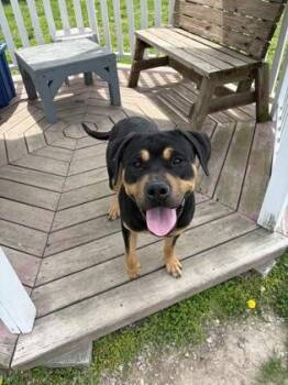 Rottweiler and Mixed Breed Dogs Available for Adoption in Columbus, Indiana - Stewart | PetCurious