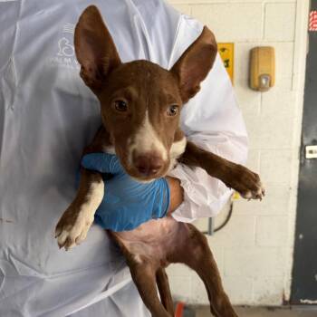 Vulpix -  Pit Bull Terrier Dog for Adoption in Edinburg, Texas - Vulpix | PetCurious