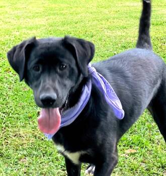 Black Labrador Retriever Dogs Available for Adoption - Lainey | PetCurious