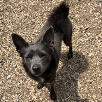 Giles -  Feist and Schipperke Dog for Adoption in Wappingers Falls, New York - Giles | PetCurious