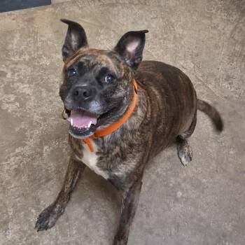Rescue Boxer Dogs for Adoption in Shinnston, West Virginia - Zoe | PetCurious
