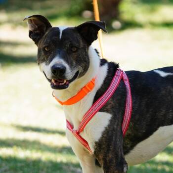 Sarah -  American Staffordshire Terrier Dog for Adoption in Santa Ana, California - Sarah | PetCurious