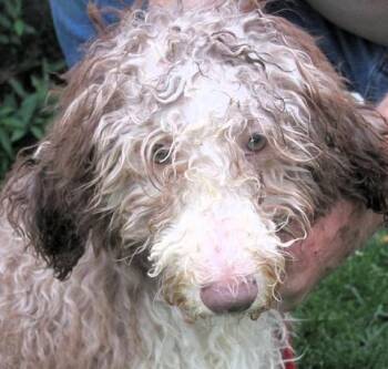 Aussiedoodle Dogs Available for Adoption in Paris, Kentucky - Oakley | PetCurious