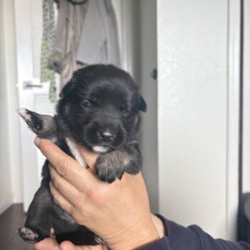German Shepherd Dog Dogs Available for Adoption in Pleasant Hill, California - Ducati | PetCurious