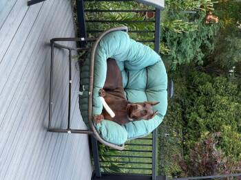 Rescue Doberman Pinscher Dogs for Adoption in Phoenixville, Pennsylvania - Raven | PetCurious