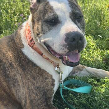 Pit Bull Terrier Dogs Available for Adoption in Cumming, Georgia - Vicky | PetCurious