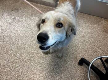 Australian Shepherd and Mixed Breed Dogs Available for Adoption in Pueblo, Colorado - KATIE | PetCurious