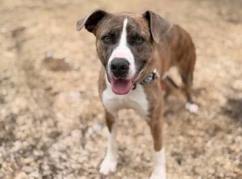 Pit Bull Terrier and Mixed Breed Dogs Available for Adoption in Peru, New York - Duke | PetCurious