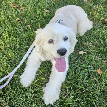 Sandy -  Cocker Spaniel Dog for Adoption in Springfield, Missouri - Sandy | PetCurious