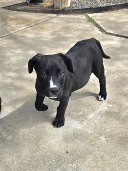 Cleo -  Pit Bull Terrier and Labrador Retriever Dog for Adoption in Austin, Texas - Cleo | PetCurious
