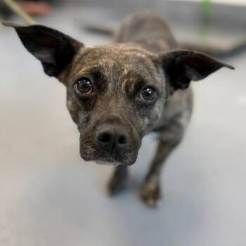 Sasha -  Mixed Breed Dog for Adoption in Sarasota, Florida - Sasha | PetCurious