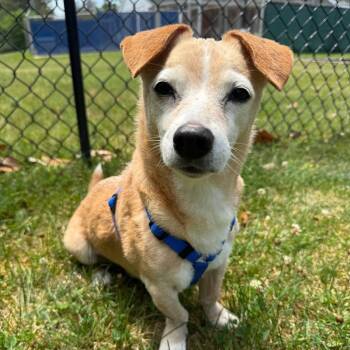 Rescue Mixed Breed Dogs for Adoption in New York, New York - Henry | PetCurious