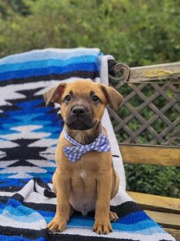 Rescue Pit Bull Terrier and Labrador Retriever Dogs for Adoption in Anza, California - Captain Hook | PetCurious