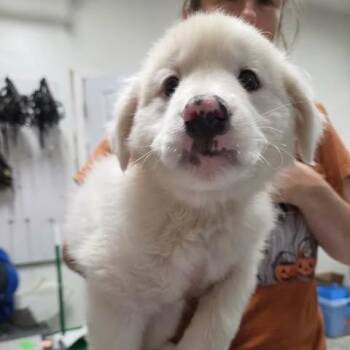 Harmonia -  Mixed Breed Dog for Adoption in Fredericksburg, Virginia - Harmonia | PetCurious