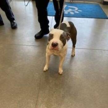 YORK-Stray-16464 -  Pit Bull Terrier and Mixed Breed Dog for Adoption in York, Pennsylvania - YORK-Stray-16464 | PetCurious