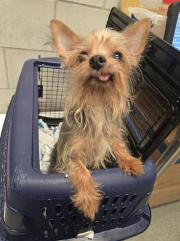 MINNIE -  Mixed Breed Dog for Adoption in Dallas, Texas - MINNIE | PetCurious