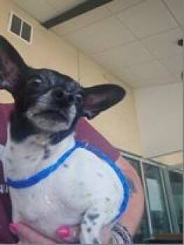 Chihuahua Dogs Available for Adoption in Portland, Maine - Dakota Lynn  | PetCurious
