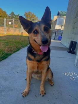 Rescue Australian Cattle Dog Blue Heeler Dogs for Adoption in Jackson, Mississippi - Legend | PetCurious
