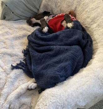 Pointer and Labrador Retriever Dogs Available for Adoption - Vivian | PetCurious