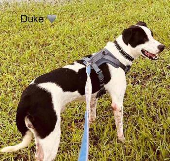 Duke -  Great Dane Dog for Adoption in Inez, Texas - Duke | PetCurious