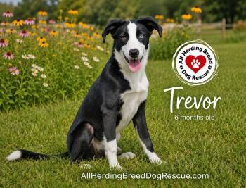 Trevor -  Border Collie Dog for Adoption in Joliet, Illinois - Trevor | PetCurious
