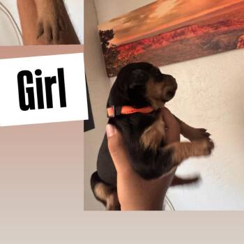 Hot pink collar girl -  Rottweiler and German Shepherd Dog Dog for Adoption in Phoenix, Arizona - Hot Pink Collar Girl | PetCurious