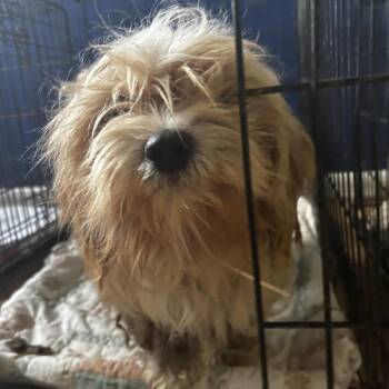Roozter T7 -  Mixed Breed Dog for Adoption in Leander, Texas - Roozter T7 | PetCurious