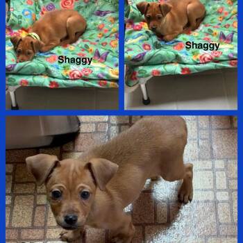 Mixed Breed Dogs Available for Adoption in La Grange, Kentucky - Shaggy Rogers | PetCurious