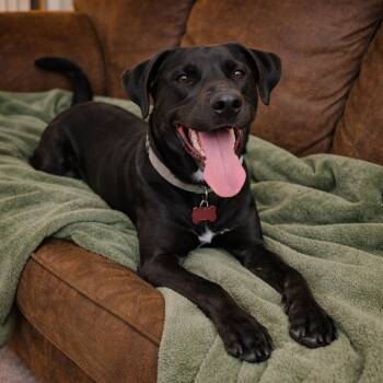 Labrador Retriever and Black Labrador Retriever Dogs Available for Adoption - Mambo - Handsome, Happy And Affectionate Loyal Companion! | PetCurious