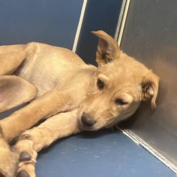 Shepherd and Mixed Breed Dogs Available for Adoption in Yuma, Arizona - Lifesaver | PetCurious