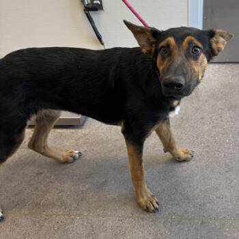 Mallory -  Mixed Breed Dog for Adoption in Las Cruces, New Mexico - Mallory | PetCurious