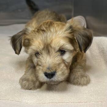Terrier Dogs Available for Adoption - King | PetCurious