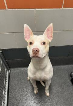 Pit Bull Terrier and Husky Dogs Available for Adoption in Cedar Rapids, Iowa - Breeze | PetCurious