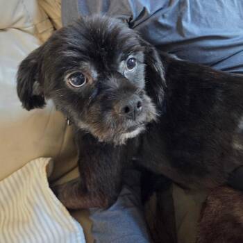 Frodo -  Maltese Dog for Adoption in Houston, Texas - Frodo | PetCurious
