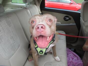 Rescue Staffordshire Bull Terrier Dogs for Adoption in Ocala, Florida - ZUZU | PetCurious