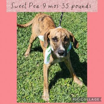 Hound Dogs Available for Adoption - Sweet Pea | PetCurious