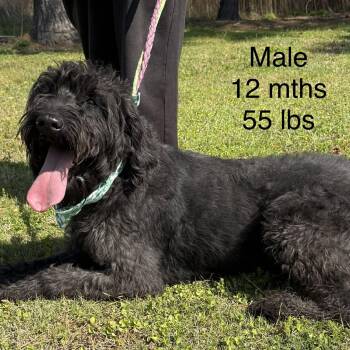 Poodle Dogs Available for Adoption in Hartland, Wisconsin - Eden-Foster Home Needed | PetCurious