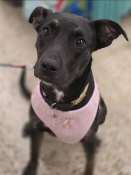 Rescue American Staffordshire Terrier and Labrador Retriever Dogs for Adoption in Farmington, Minnesota - Leila | PetCurious