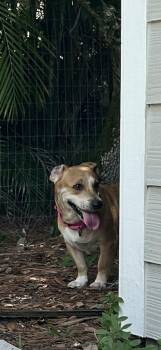 Misty -  Corgi Dog for Adoption in West Palm Beach, Florida - Misty | PetCurious