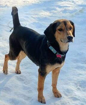 Hound Dogs Available for Adoption - Jody | PetCurious