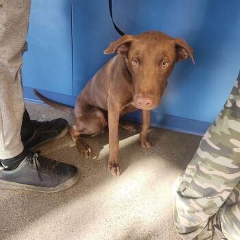 Miles -  Labrador Retriever Dog for Adoption in Kingman, Arizona - Miles | PetCurious