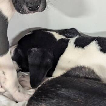 Boston Cream Pie -  Hound and Mixed Breed Dog for Adoption in Charlottesville, Virginia - Boston Cream Pie | PetCurious