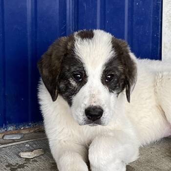 Great Pyrenees and Anatolian Shepherd Dogs Available for Adoption in Hartford, Kentucky - Sitka | PetCurious