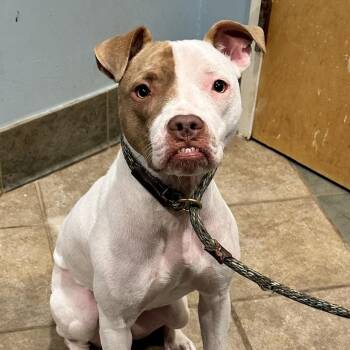 Strawberry Shortcake -  Mixed Breed Dog for Adoption in Chattanooga, Tennessee - Strawberry Shortcake | PetCurious