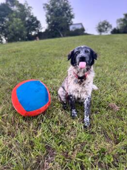 Duncan -  English Setter Dog for Adoption in Albion, New York - Duncan | PetCurious