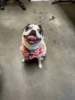 Wilder Stray -  French Bulldog and Mixed Breed Dog Available for Adoption in Lowell, Massachusetts - Wilder Stray | PetCurious