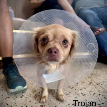 Trojan -  Chihuahua and Mixed Breed Dog for Adoption in Broken Arrow, Oklahoma - Trojan | PetCurious