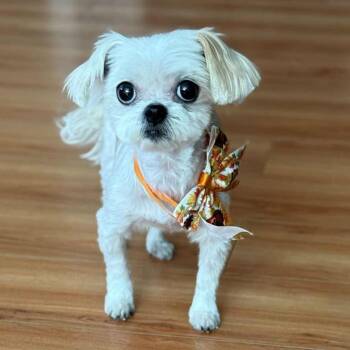 Rescue Shih Tzu Dogs for Adoption in Houston, Texas - Coco Estelle (San Antonio) | PetCurious