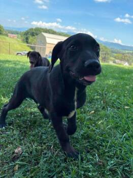Alladian -  Labrador Retriever Dog for Adoption in Middletown, Connecticut - Alladian | PetCurious